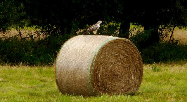 Ein Greifvogel nutzt hier die Strohballen als Ansitz bei dem Spähen nach Beute. Der Mäusebussart kommt in verschiedenen Farbvarianten vor...
