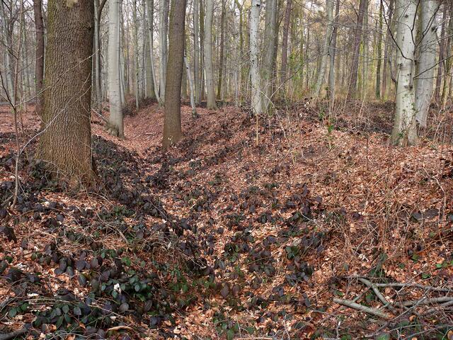 Landwehrwälle zwischen Pferdeturm und Bischofshol.