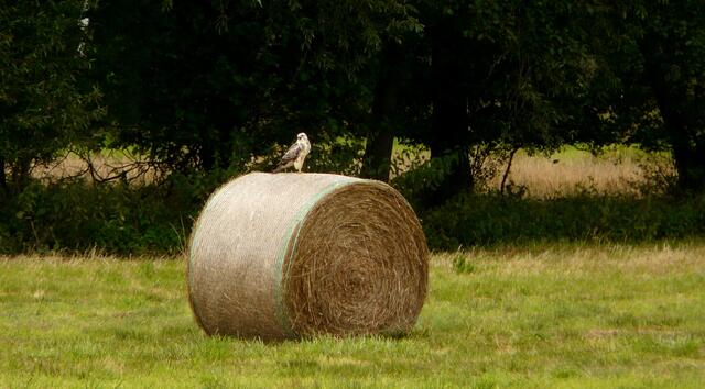 ...Hier sehen wir einen Vogel der hellen Farbvariante. Er hat den Beobachter entdeckt...