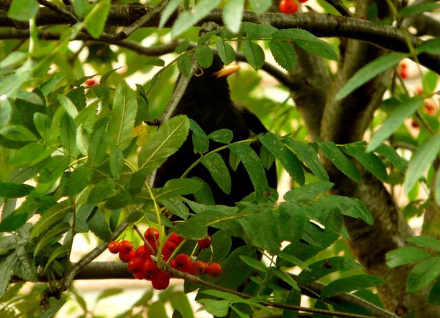 In diesem Jahr tragen die Ebereschen (Vogelbeerbaum) auffallend viele Früchte...Doch nur zaghaft zeigen sich die Futtergäste. Noch finden sie eiweißreiche Insektennahrung. Die Beeren der Eberesche dienen als Nahrungsangebot/Vorrat für den Winter.