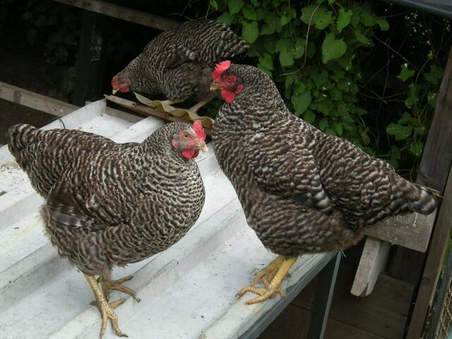 Viele Hühnersorten.