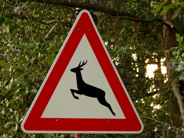 In der Zeit zwischen Juni und mindestens Ende August die Bitte um eine Erhöhte AUFMERKSAMKEIT in Feld- und Waldgebieten! Die GESCHWINDIGKEIT anpassen und auf einen ausreichenden SICHERHEITSABSTAND zum Vorausfahrenden achten. Es ist Brunft- und Blattzeit! Auch verliert das Wild in dieser Zeit durch die Erntearbeiten  seine gewohnte Deckung und wechselt zu neuen Standorten.