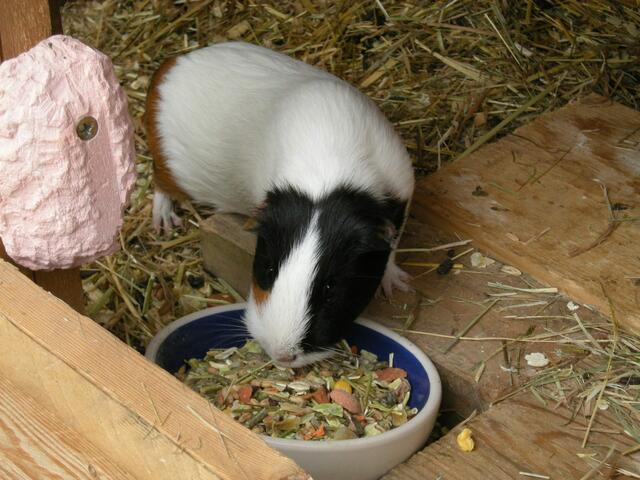 Auch Meerschweinchen und Kaninchen haben viel Auslauf.