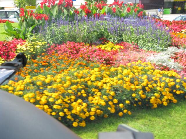 Blumen am Kreisverkehr. Leider unscharf.