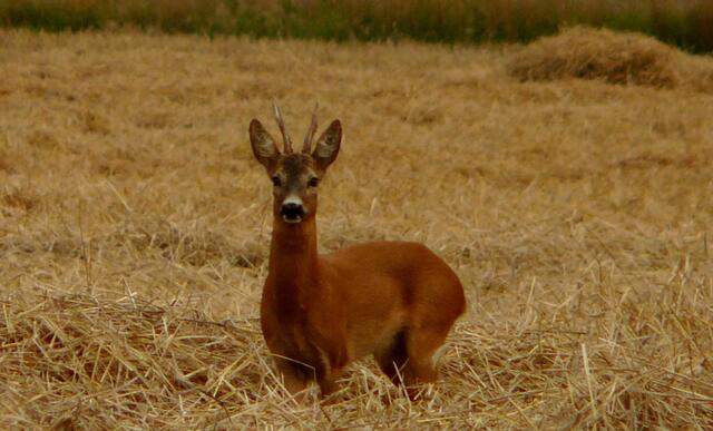Eine seltene Momentaufahme.  Ein Rehbock im Stroh auf dem frisch abgeernteten Getreidefeld. In unmittelbarer Nähe waren Mähdrescher und Ballenpressmaschiene noch im Einsatz. Aufnahme aus dem August 2008.