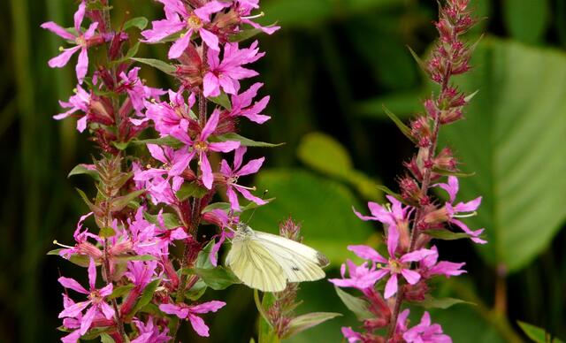 Eine Vielzahl von Schmetterlingen labt sich am  Blutweiderich,der im August besonders auf feuchten Wiesen und an Ufern kleiner Gewässer und Bäche blüht.