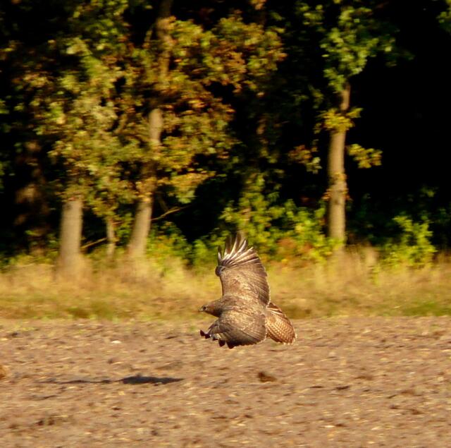 Greifvogel in der freien Natur über dem Acker. (ein älterer Schnappschuss)