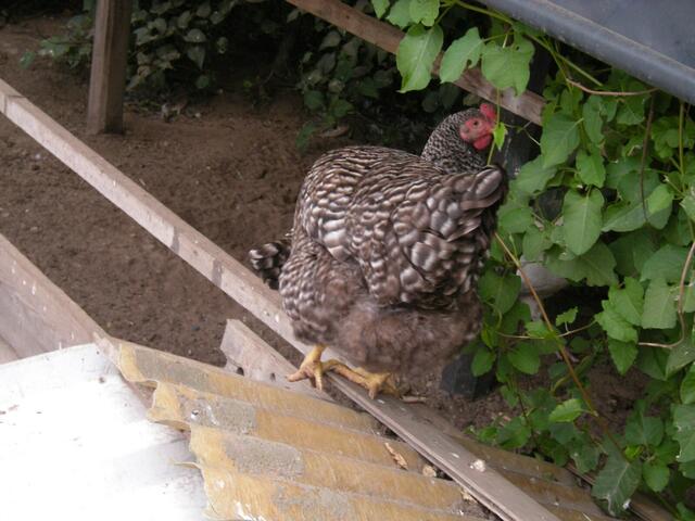 Mit Sonnenschutzlauben und Blumenwiese.