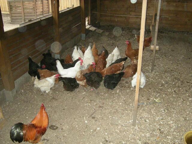 Hühner der Schafzüchter.