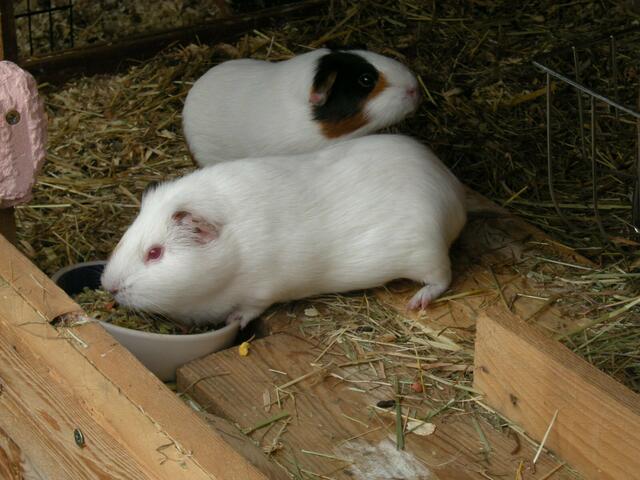 Durch Röhren können sie in einen geschützten Garten.