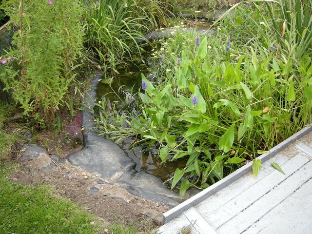 Heinz Zander schafft Lebensraum für Lurche.