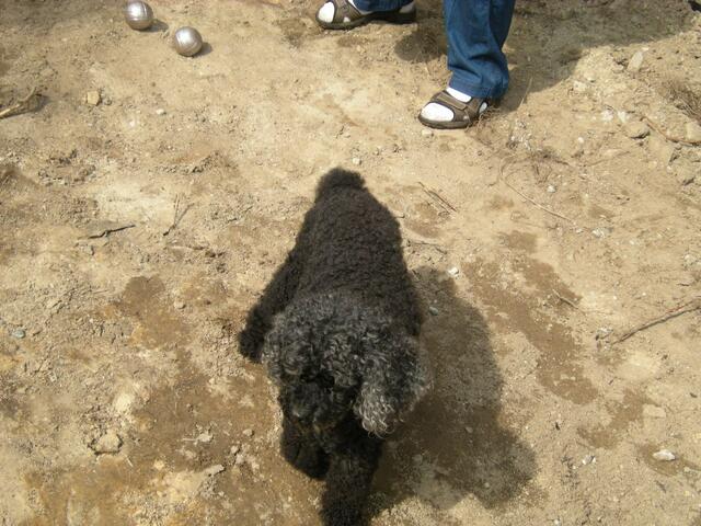 In den Teich gefallen ? Heinz Pudel.