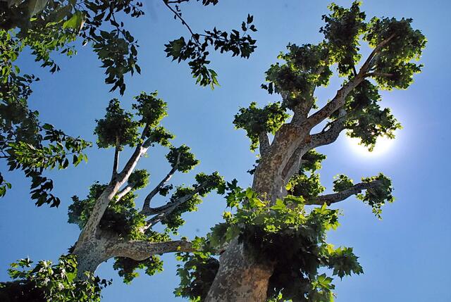 Platanen in der Sonne