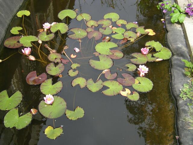 Teich 2. Bei Heinz, mit Goldfischen.