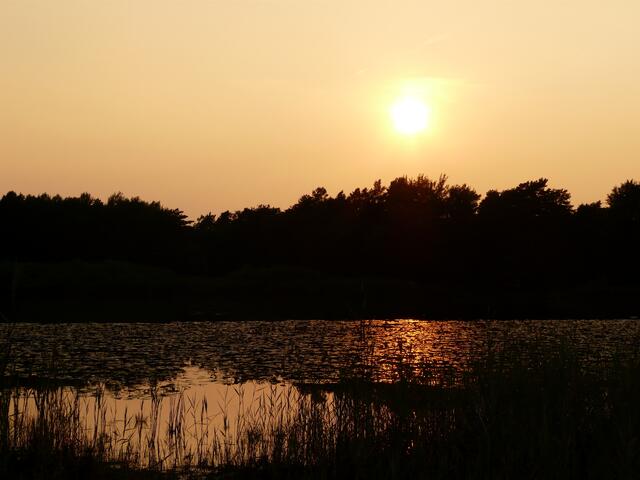 In ein goldes Licht getaucht verabschiedet sich der Tag (4. August 2011) am Würmsee. TSCHÜSS bis zur nächsten NATURTOUR.....