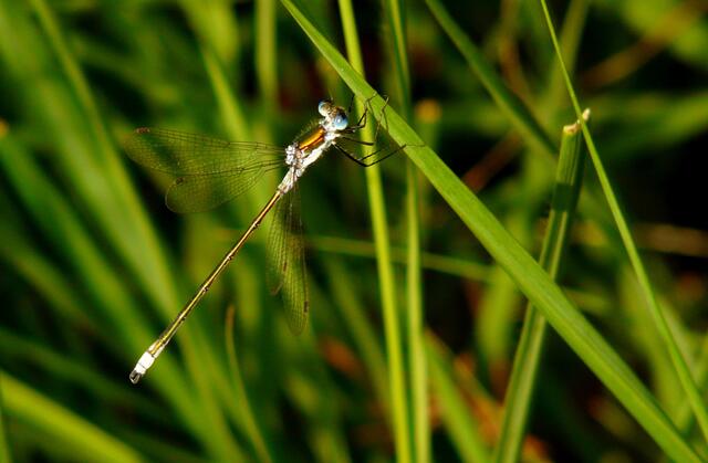 Das Männchen der Gemeinen Binsenjungfer (Lestes sponsa) Das es sich hier um ein Männchen handelt ist an den Hinterleibsanhängen gut zu erkennen.