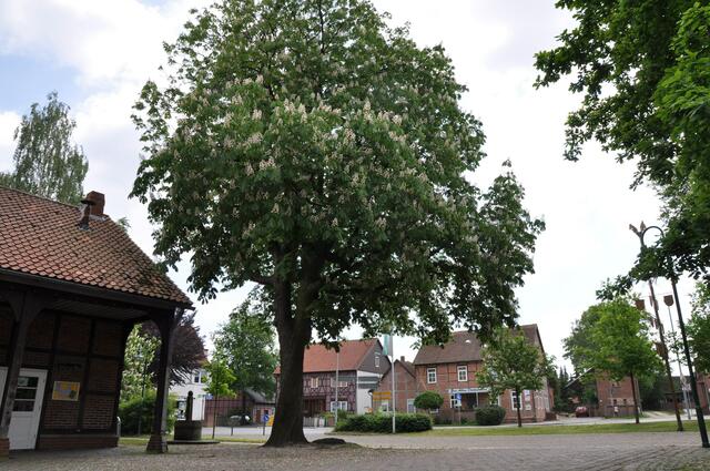 Im Detail - Hänigsen im Burgdorfer Land - ein Bericht von OKOK TELEVISION