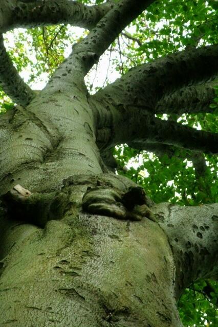 ... in einen kleinen Wald mit stattlichen Baumriesen ...