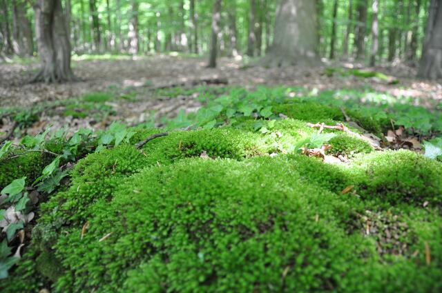 Im Detail - Hänigsen im Burgdorfer Land - ein Bericht von OKOK TELEVISION