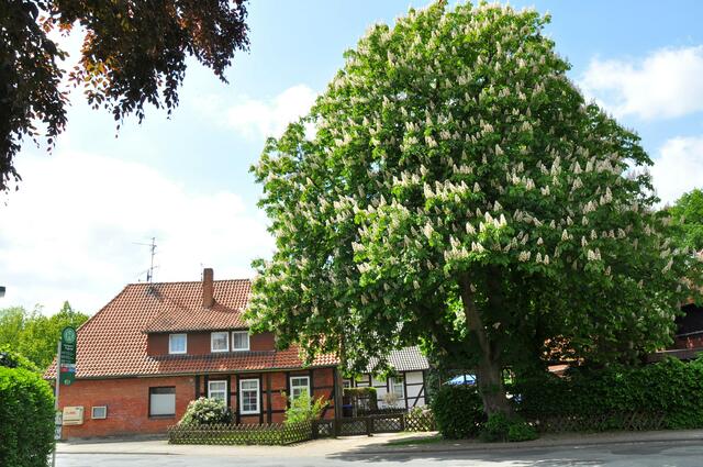 Im Detail - Hänigsen im Burgdorfer Land - ein Bericht von OKOK TELEVISION