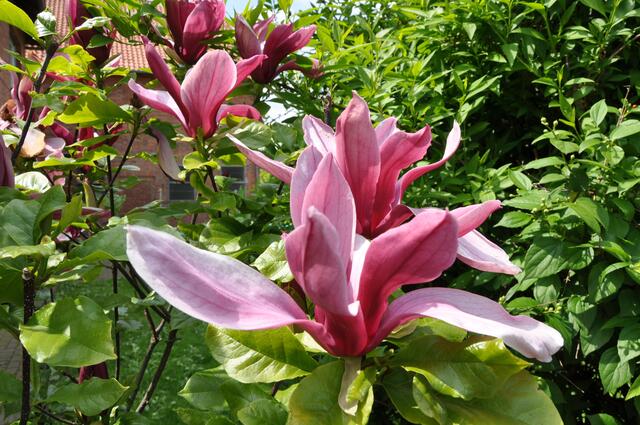 Im Detail - Hänigsen im Burgdorfer Land - ein Bericht von OKOK TELEVISION