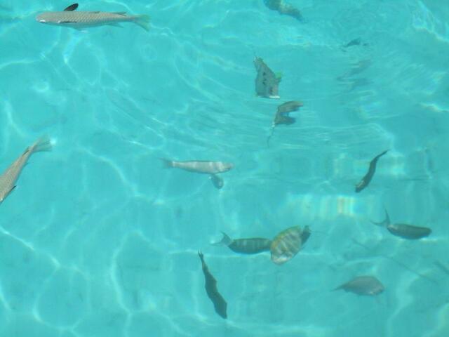 Wer schwimmt mit?