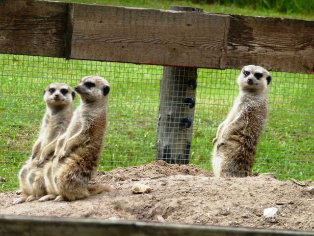 Sind die cooool!