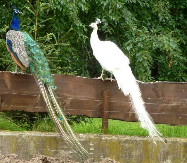 Der weiße Pfau hat eine Feder verloren...