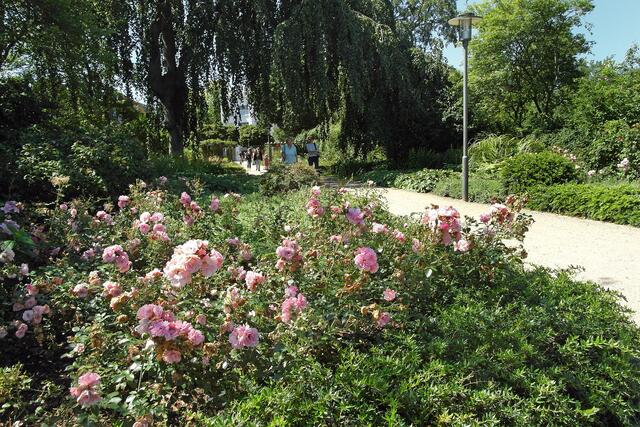 Der breite Spazierweg wird von aufwändigen Rosen- und Staudenbeeten eingefasst.
