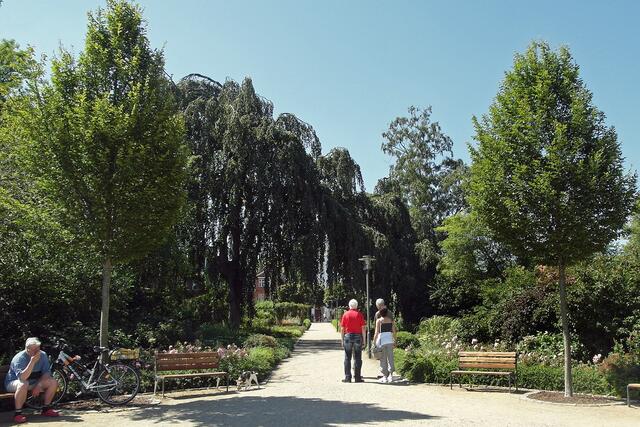 Von der Seepromenade führt ein breiter Spazierweg durch den Rosengarten.
