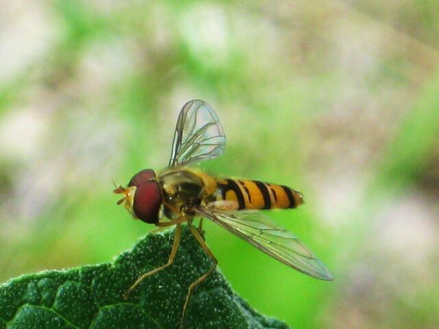 Schwebfliege