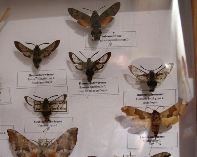 Eine Gegenüberstellung der Schwärmer, im Naturkundehaus Damm gibt es so etwas zu sehen!
