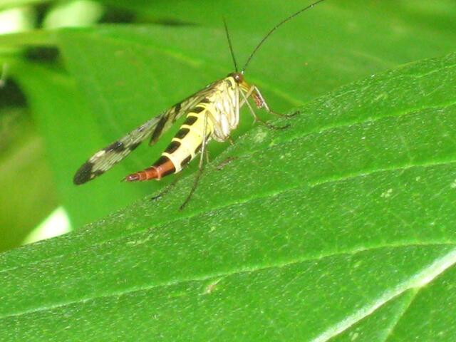 Skorpionsfliege