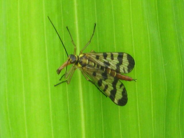 Skorpionsfliege (Panorpa communis)