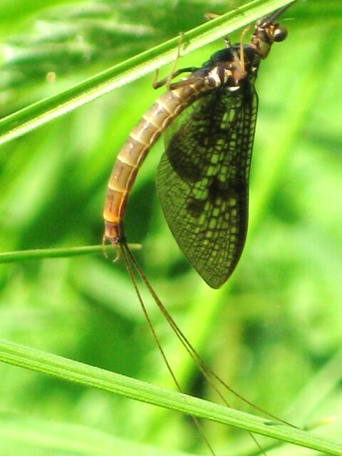 Eintagsfliege (Ephemera danica)