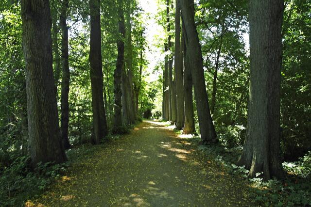 Die Lindenallee ist bei der großen Umgestaltung vom Barockgarten in einen englischen Landschaftsgarten unter Herzog Peter Friedrich Ludwig (1785 - 1829), dem letzten Eutiner Fürstbischof, erhalten geblieben.