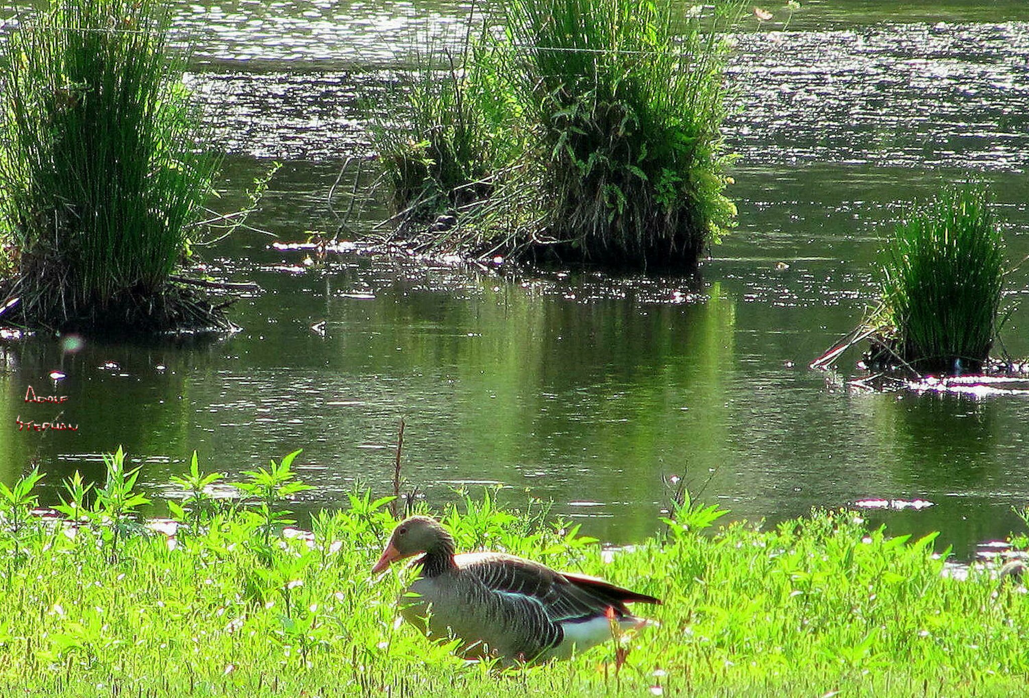 Auscamotek Neopren Hundeweste - Camouflage Weste Für Entenjagd XXL