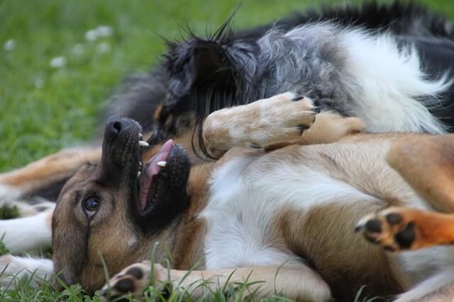 So toll ist ein Hundeleben