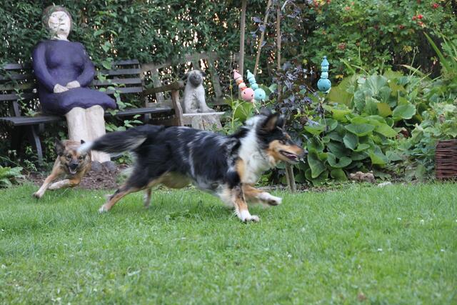 Runden um den Teich herum.