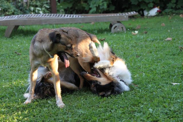 "Welche Turnübung ist das?"