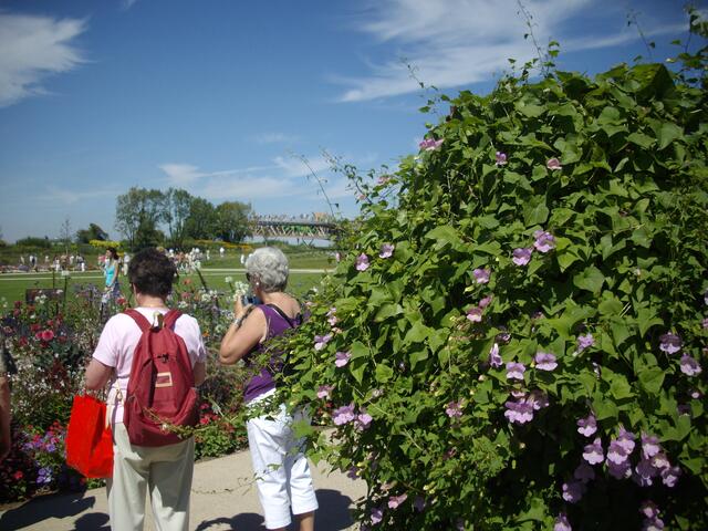 Blumen-Vielfalt.
