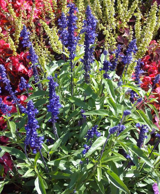 Volle Gartenpracht.