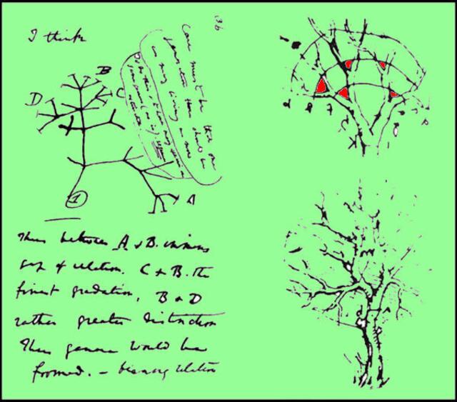 TRANSMUTION bei LEONARDO da Vinci (rechts) und DARWIN (links) Berühmt geworden ist die Skizze mit der Überschrift „I think" aus DARWINs Notebooks zur Transformation (1837). Rot Bifurkationen.