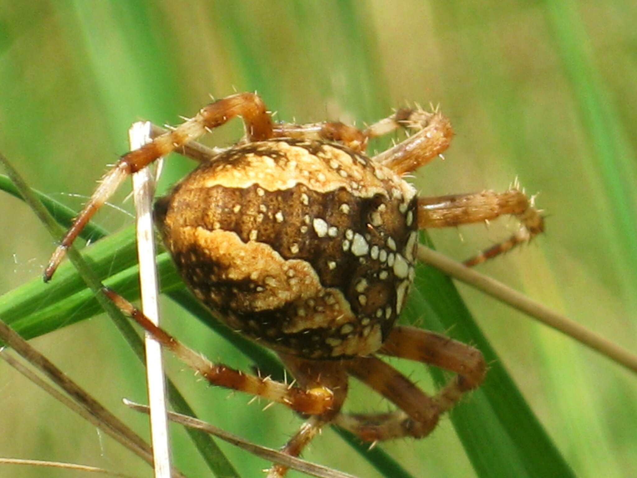 kreuzspinne-araneus-diadematus-donauw-rth