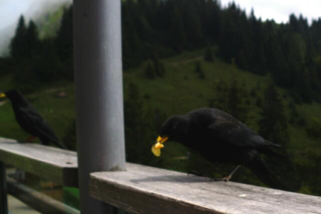 Kleine Diebe  unterwegs