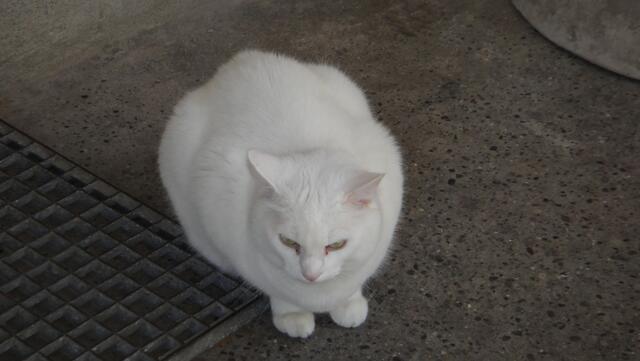 Klosterkatze