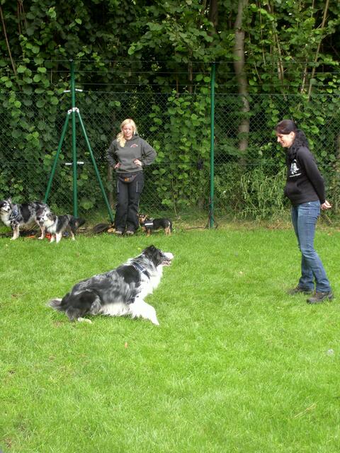 Bordercollie Jack gibt beim Dog Dance mit seiner Trainerin alles.