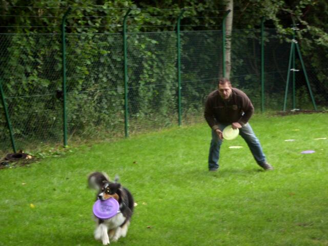 Australien-Shepard-Dame Sunny in Action