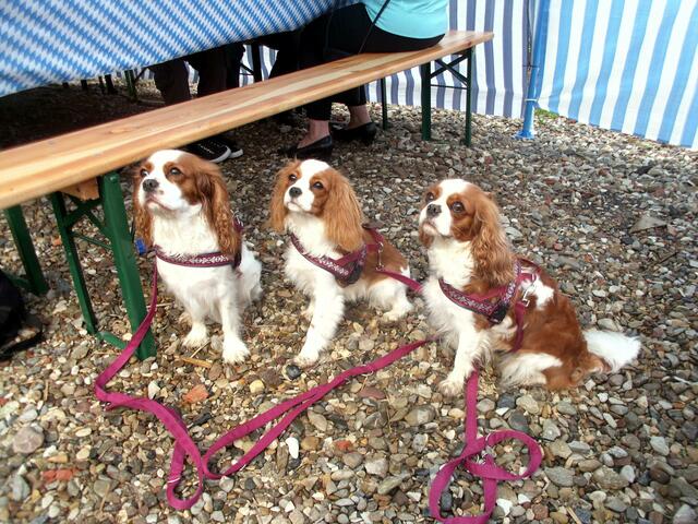 Diese putzigen Cavalier-King-Charles-Spaniel sehen sich zum Verwechseln ähnlich, sind aber nicht verwandt.