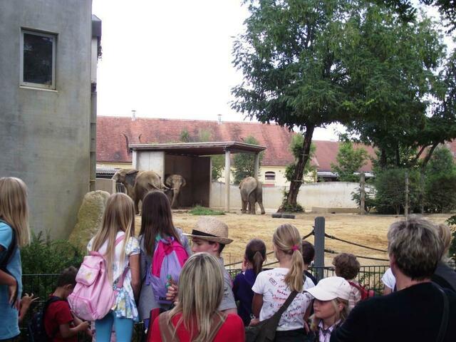 Mit dem Donauwörther Ferienprogramm-Team im Augsburger Zoo - hier bei den Elefanten
